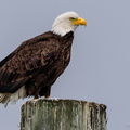 just standing on a post, watching the boats