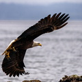 Flight