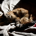 flickr-26820454766.jpg