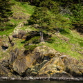 Tree on the point