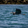 Blue Heron