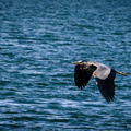 Blue Heron
