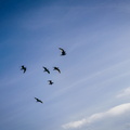 Under seagulls