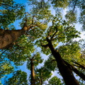 Maple Canopy
