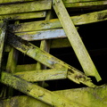 Green wood