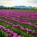 Tulip Season
