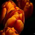 Washington Tulips