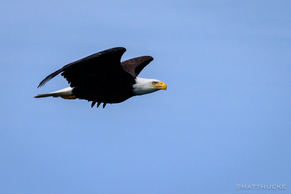 Flight