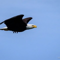 Flight