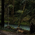 Dark River