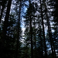 Dougie Dougie Fir Fir