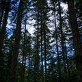 Taller than the average fir