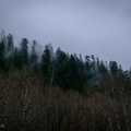 Treetops in the Mist