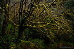 TREETHULHU