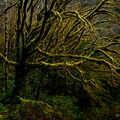 TREETHULHU