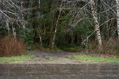 Alders and the rain