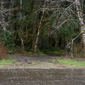 Alders and the rain