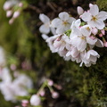 Cherry Blossoms