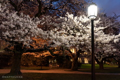 Night of the Cherry Blossoms