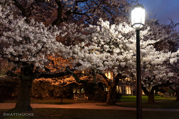 Night of the Cherry Blossoms