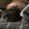flickr-24991037585.jpg