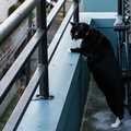 flickr-24360864951.jpg