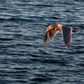 West Seattle Seagull