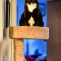 Top shelf kitty